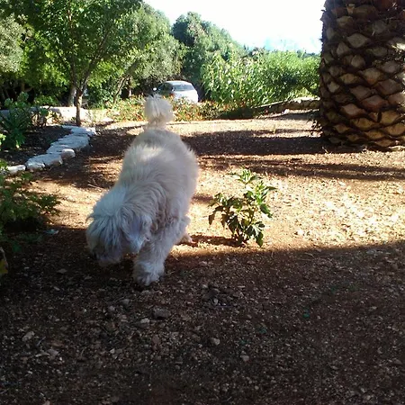 아파트 Heliovasilema *